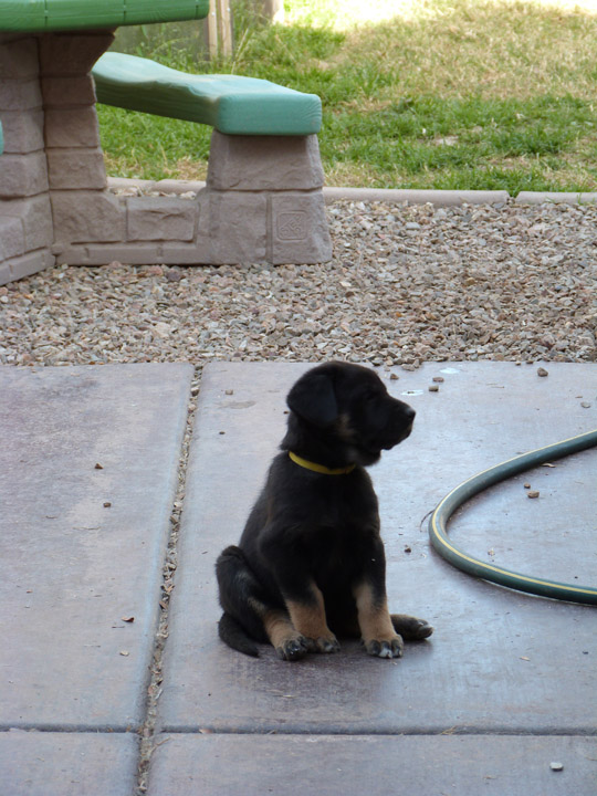 chinook dog